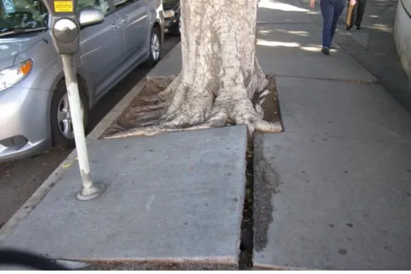 Tree Root Sidewalk Damage Repair